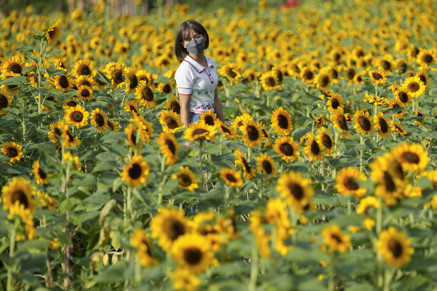 Can Sunflowers Help Defeat the 'Insect Apocalypse'? RealClearScience