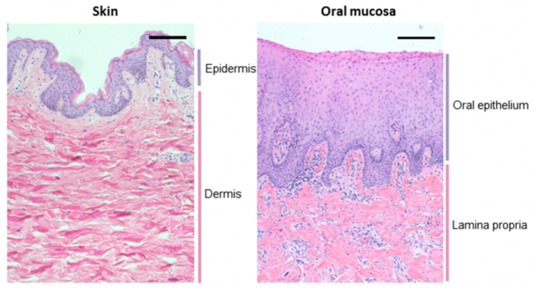 Waasdorp et al. / Biomolecules