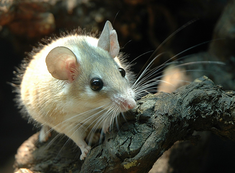 Aging Indicators Could Accelerate Anti-Aging Advances