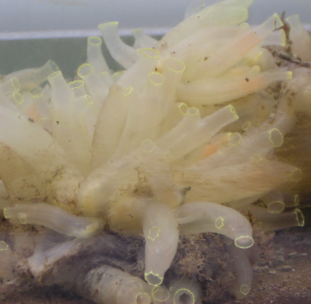 Antarctic Creature Could Spark a Cancer Breakthrough