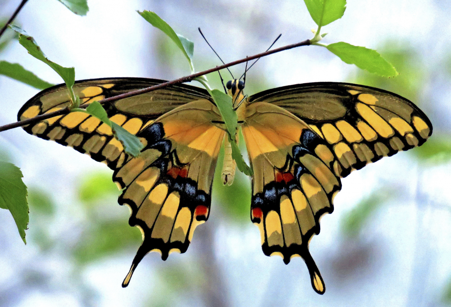 The Absolute Worst Thing About Butterflies RealClearScience