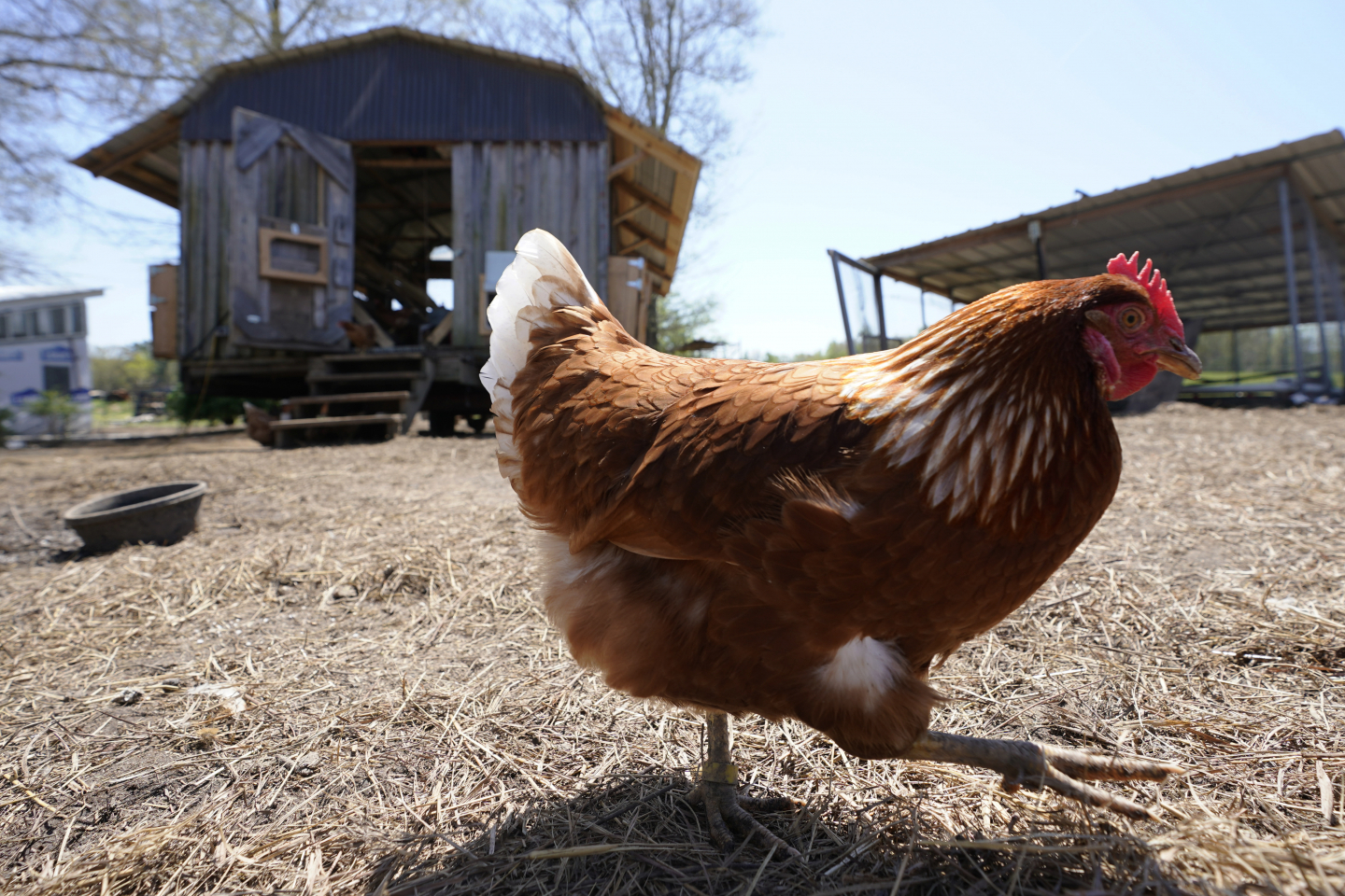 A New Origin Story for Domesticated Chickens RealClearScience