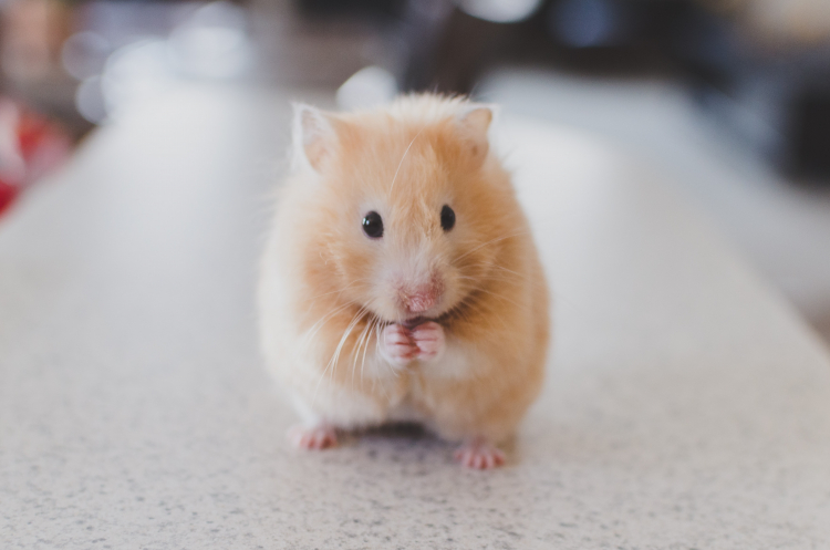 Mice Can Sniff Like Humans