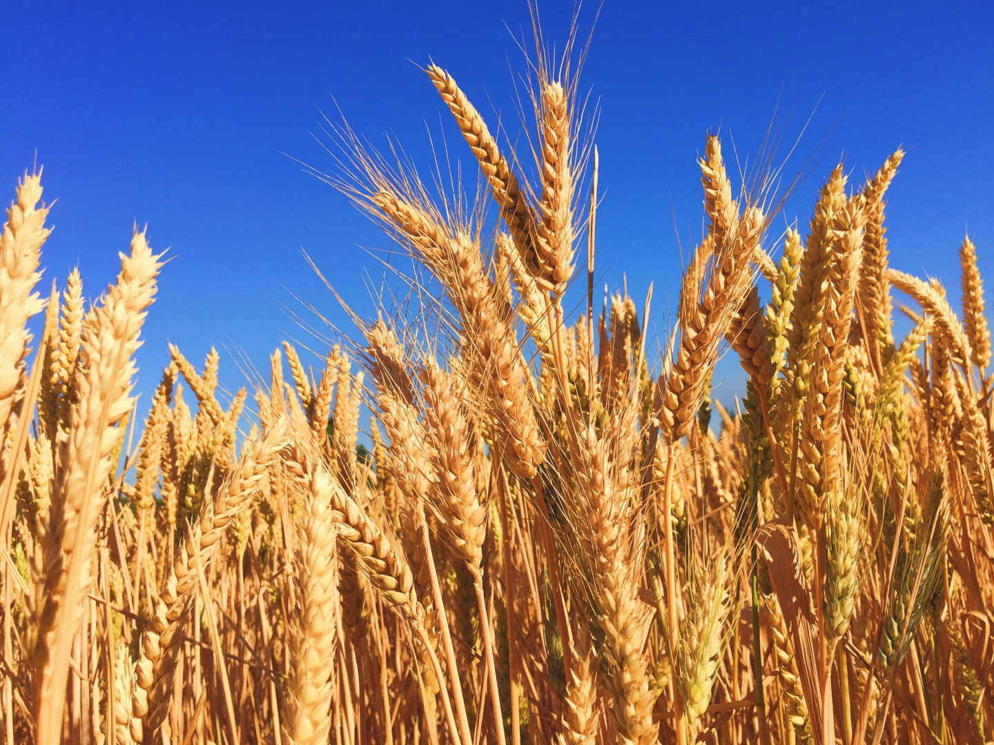 “Why Global Food Markets Are Surging: Traditional Values Make a Comeback!”