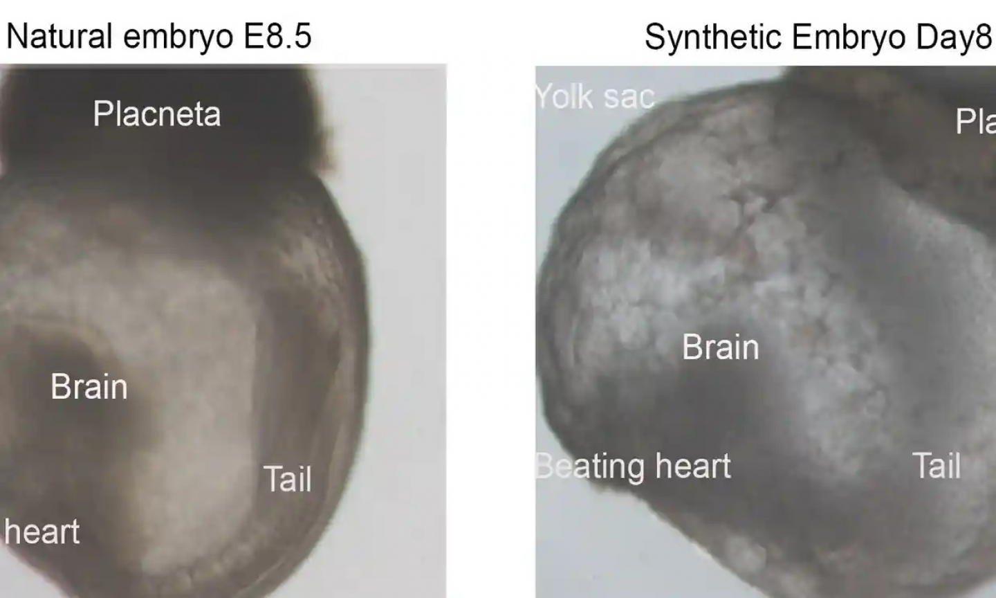 Scientists Create World's First 'Synthetic Embryos' RealClearScience