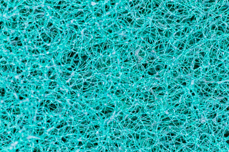 Scientists Discover the Longest Neuron in Brain's 'Blue Place'