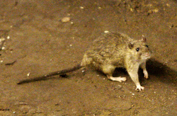 The Only Way to Truly Get Rid of Rats