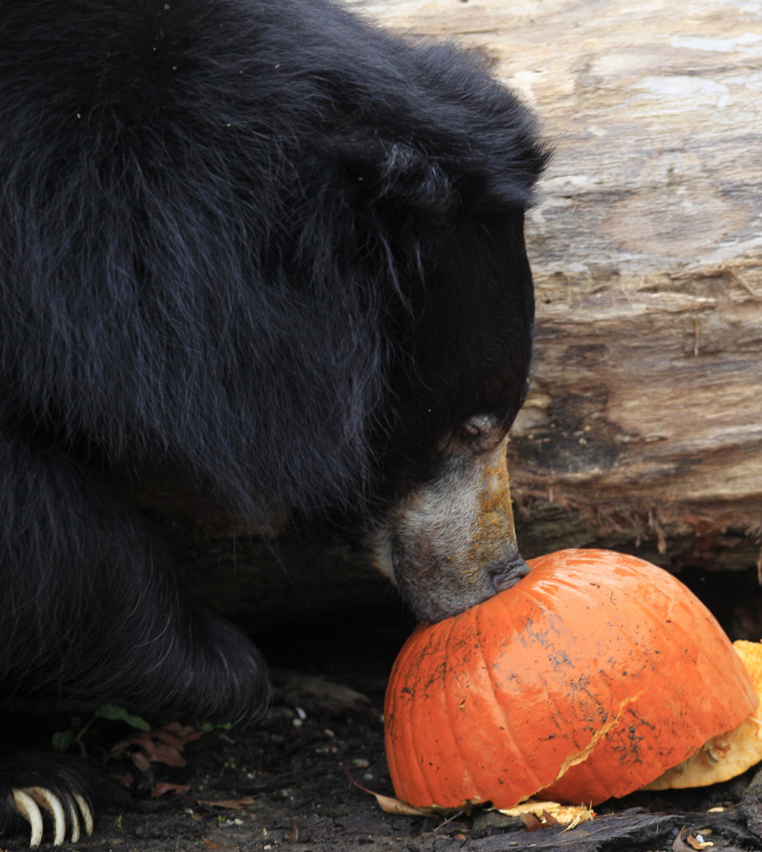 Increasing evidence that bears are omnivores not carnivores