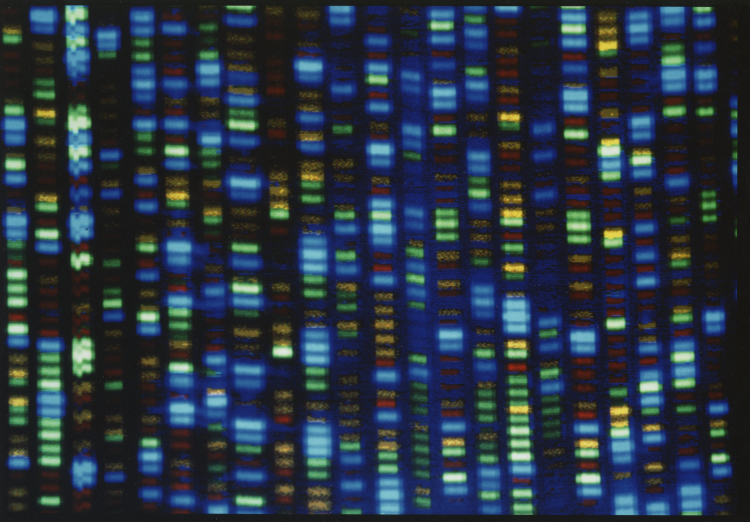 Genome Duplication Is a Radical Evolutionary Gamble