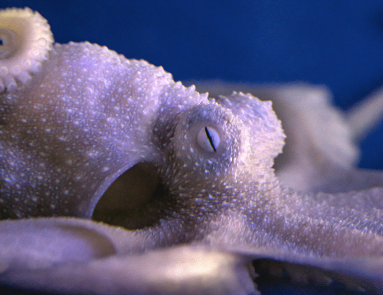 Let's Talk About Octopus Sex