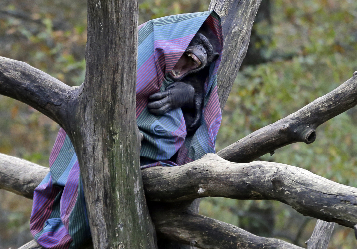 Early Humans May Have First Walked Upright in the Trees RealClearScience