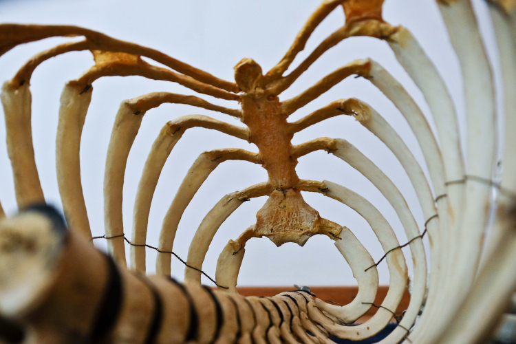 The Grossest, Most Efficient Way to Clean a Skeleton