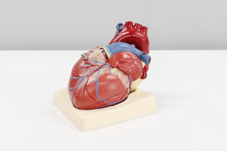 Scientists Target Debilitating and Rising Form of Heart Failure