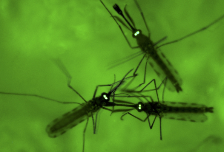 Malaria Profoundly Shaped Distribution of Early Humans