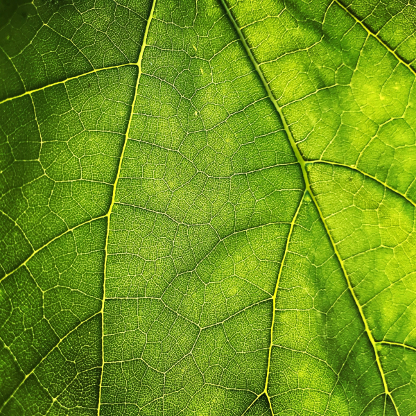 Cyanobacteria Give Glimpse Into Origins of Photosynthesis