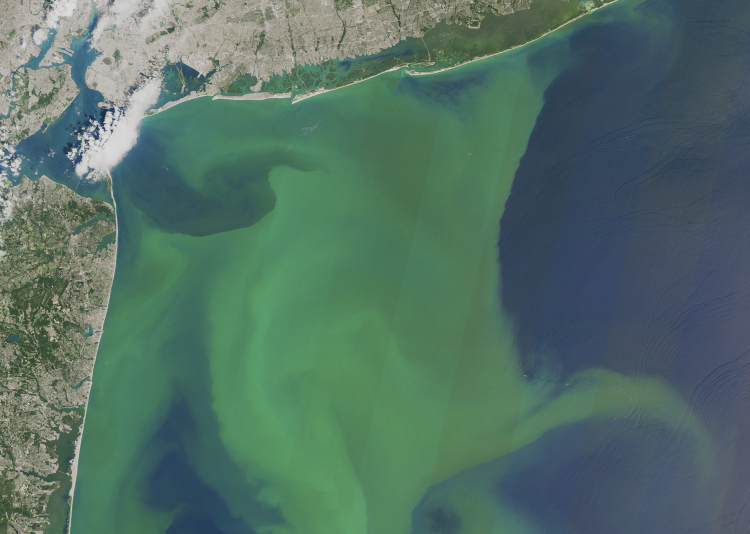 When Phytoplankton Kills