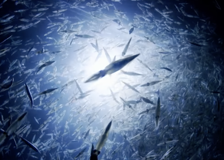 Squid Are Taking Over the Ocean