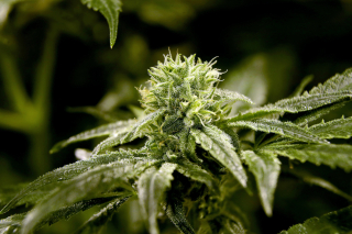 Wither CBD?