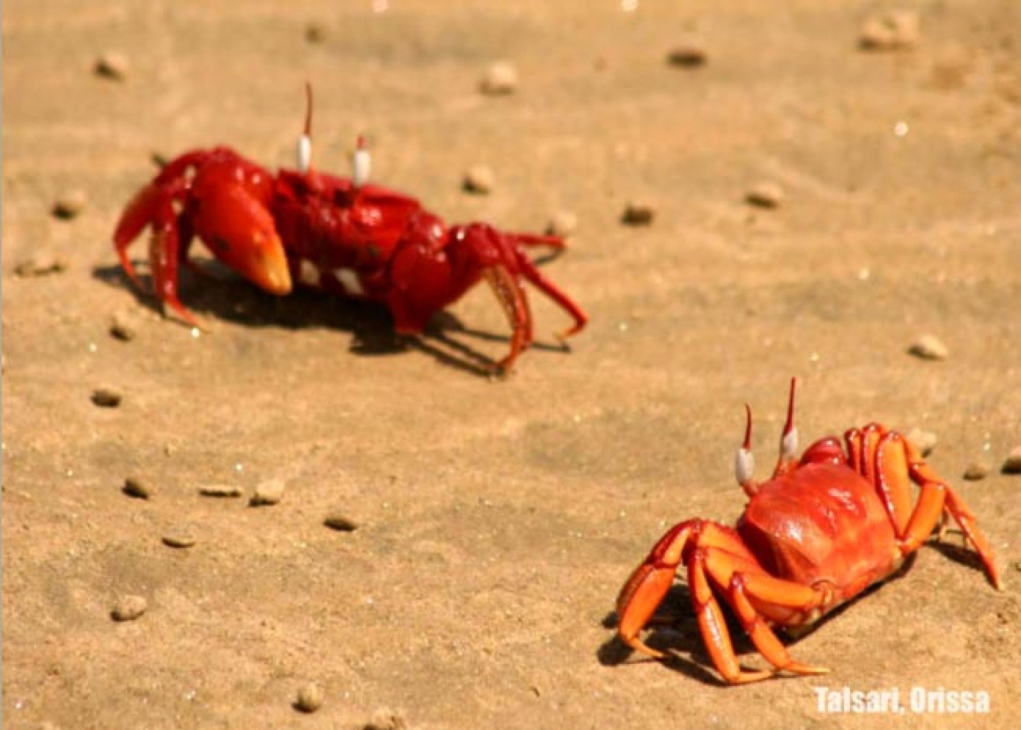 How Did Millions of Dead Crabs Wind Up in the Abyss? RealClearScience