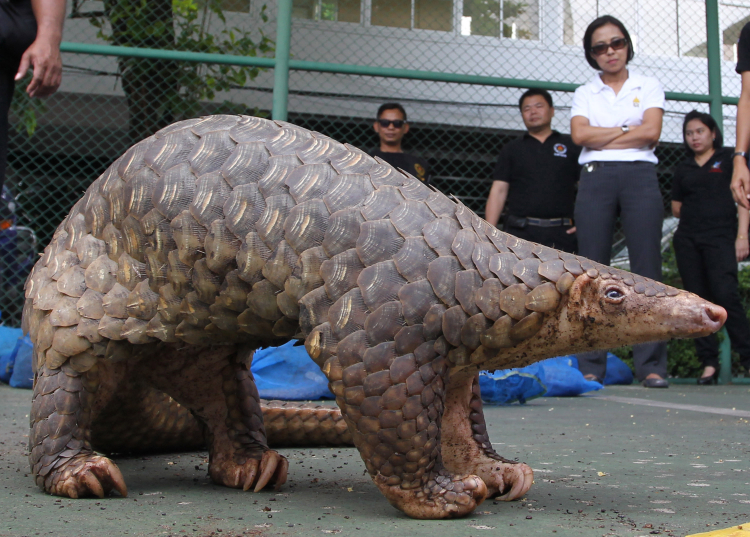 How Can We Protect the Most Trafficked Animal?