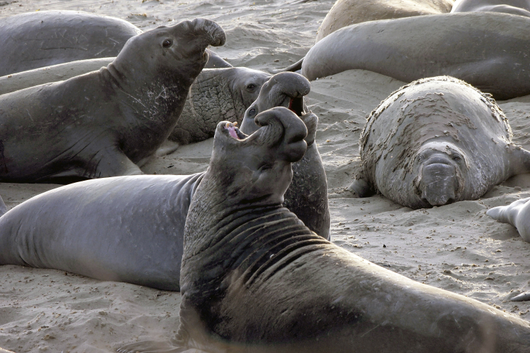 Base Evacuating Because Thousands of Seals Are Going to Die