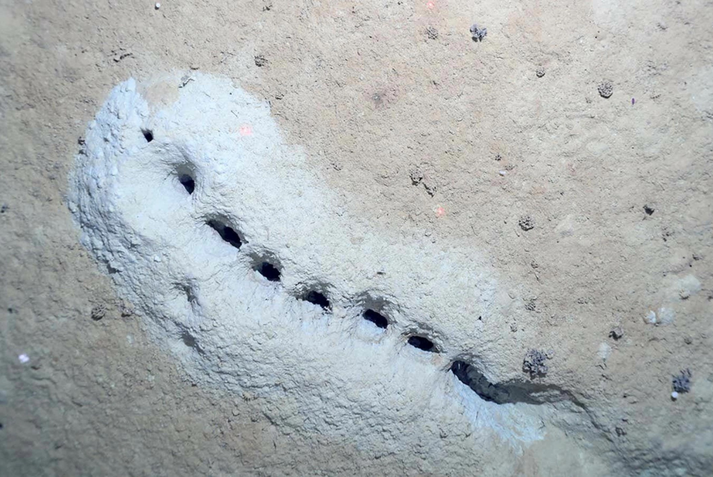 Mysterious Holes in the Deep Sea Found Once Again RealClearScience