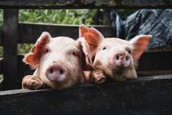Bacon Wars: Pig Farmers Battle Tech Barons on Animal Welfare