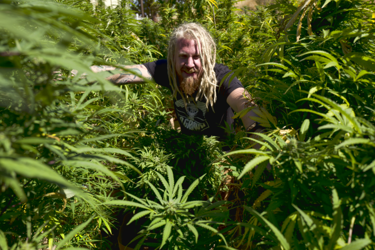 Cannabis Use Linked to Higher Risk of Violence