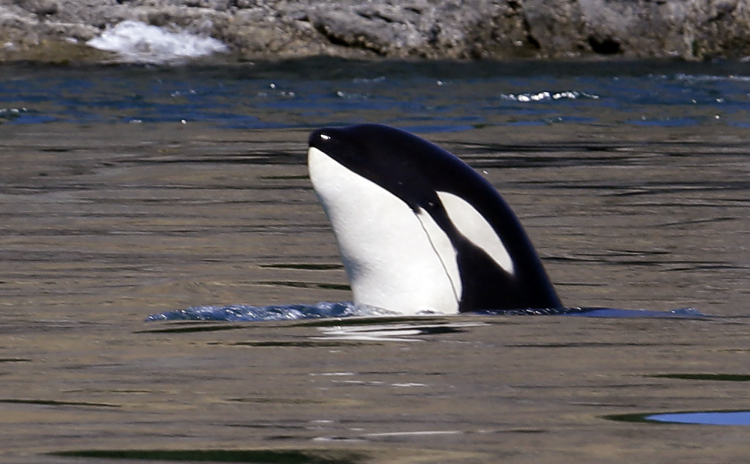 The One Marine Creature That Seems to Scare Orcas