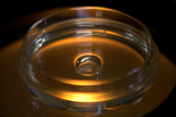 Scientists Edit Human Embryo Genes With Startling Precision