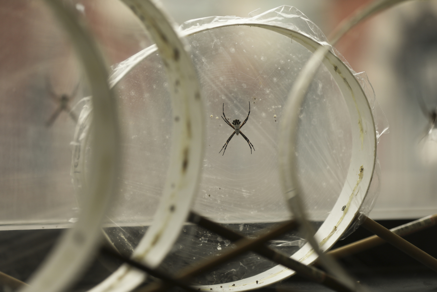 We Finally Made Synthetic Spider Silk RealClearScience