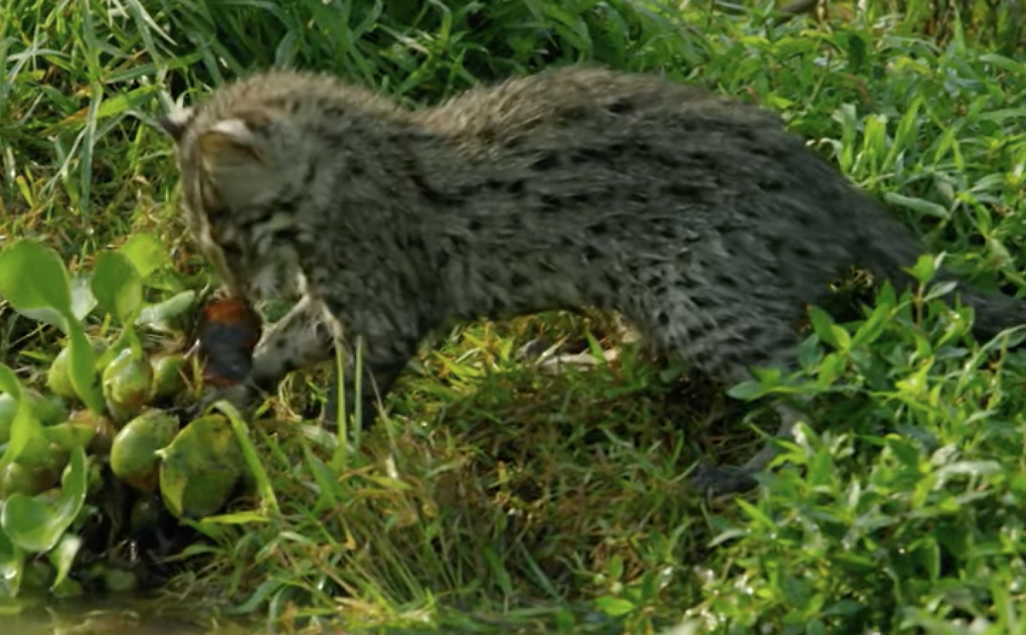 Watch Fishing Cat Kittens Learn How to Hunt RealClearScience