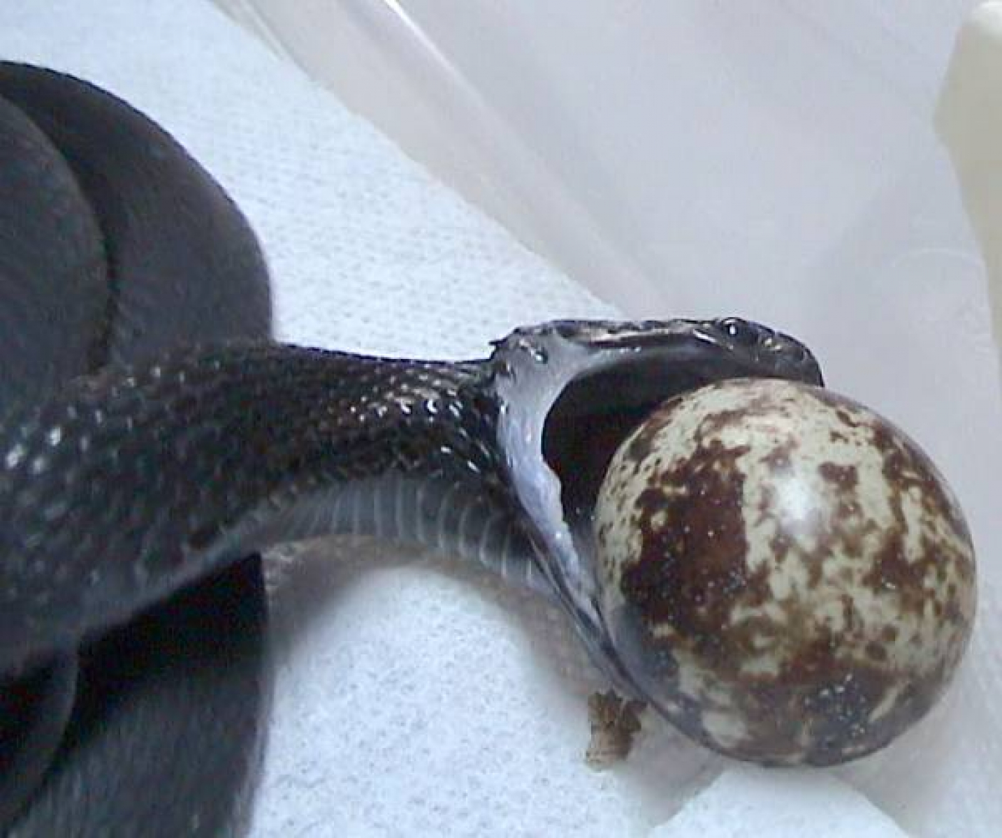 Little Snake Beats Pythons in Swallowing Ability | RealClearScience