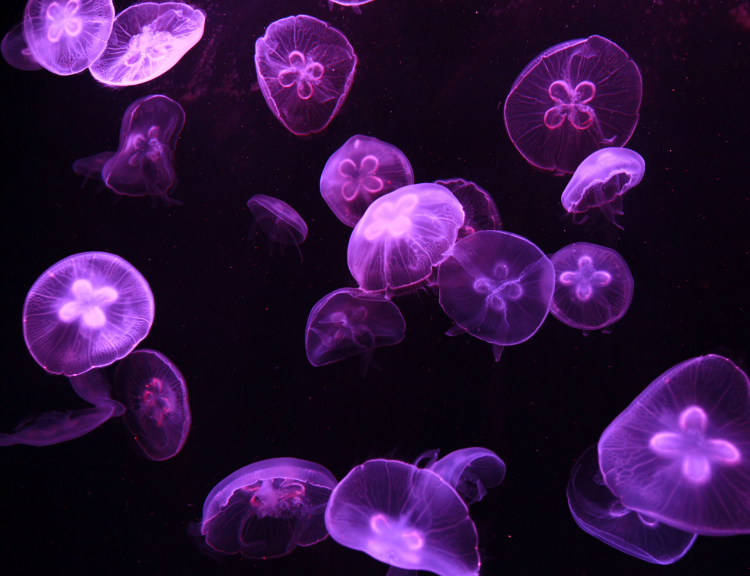 Can Scientists Make Humans Heal Like Jellyfish?