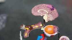 The Potential of Tissue Replacement vs. Aging