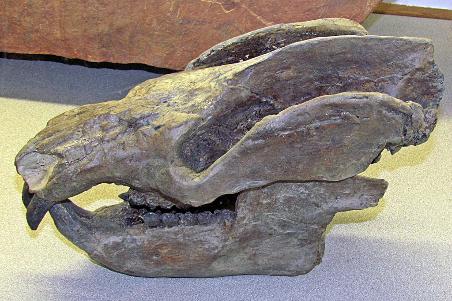 'Rare' JurassicEra Fossils Discovered in Lake Powell RealClearScience
