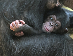 Why Do Some Chimpanzee Mothers Carry Dead Infants for Months?