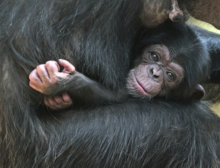 Why Do Some Chimpanzee Mothers Carry Dead Infants for Months?