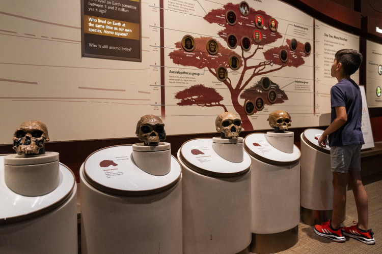 Neanderthals and Humans May Have Shared a Common Culture