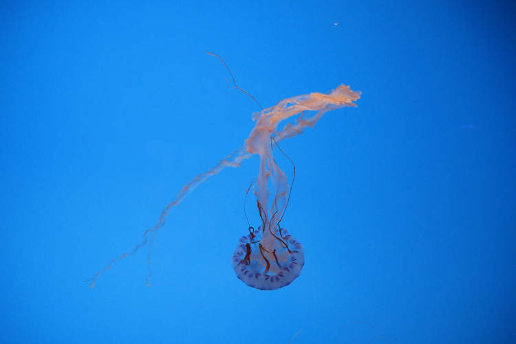 Think Urinating on a Jellyfish Sting Is Helpful? Think Again.