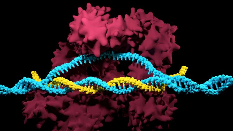 Using DNA, Not RNA, to Guide CRISPR