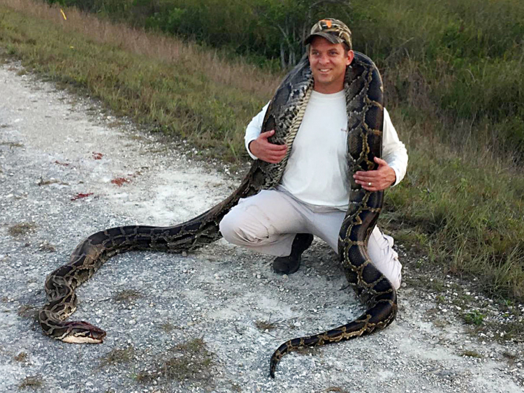 Pythons' Extreme Biology Could Yield Medical Breakthroughs
