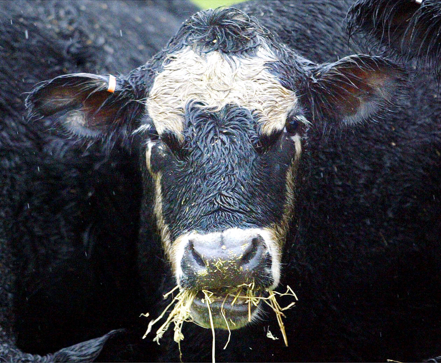 Big Meat Just Can't Quit Antibiotics | RealClearScience