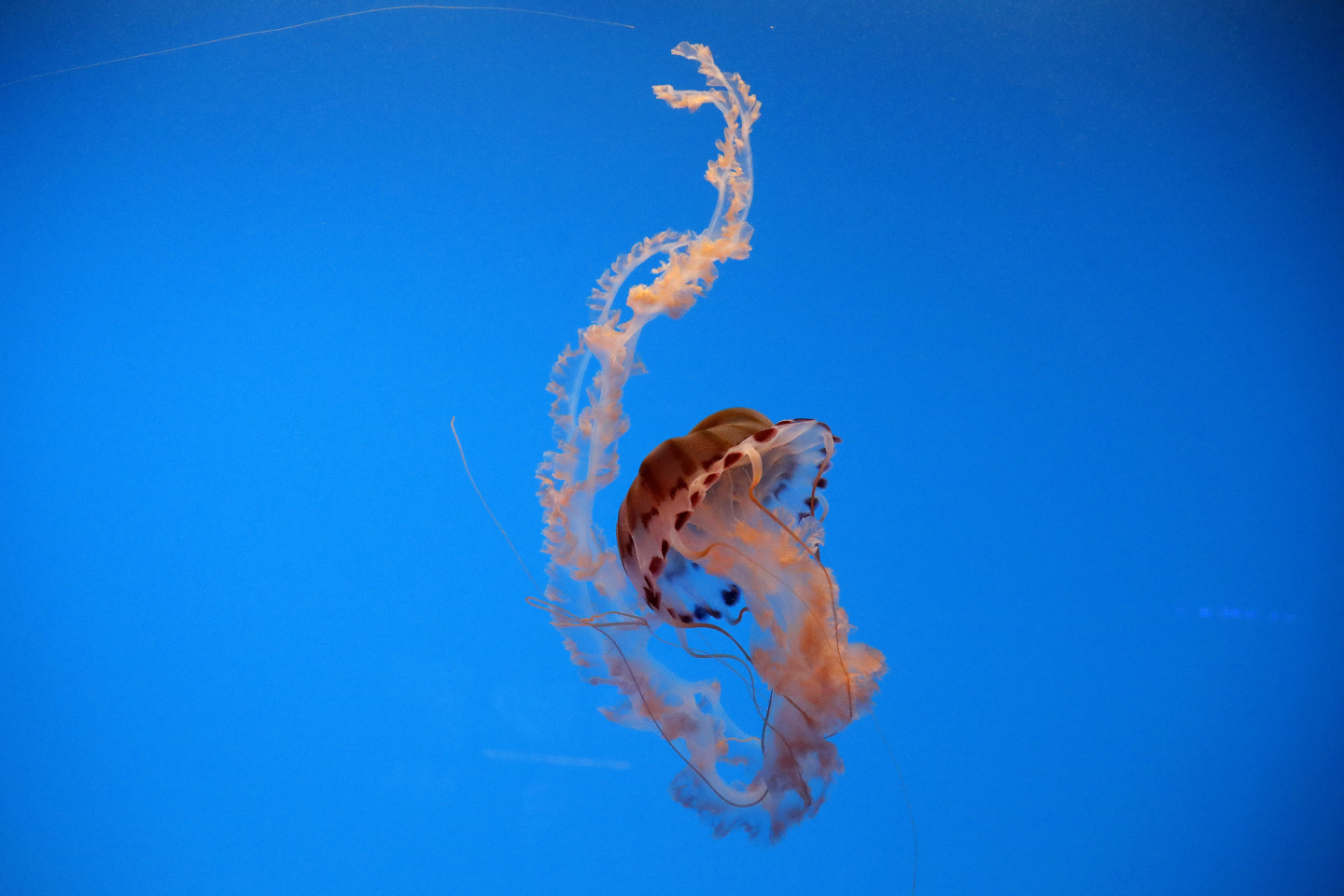 How Jellyfish Regenerate Functional Tentacles in Days RealClearScience