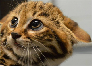 The World's Deadliest Cat Is Deceptively Cute | RealClearScience