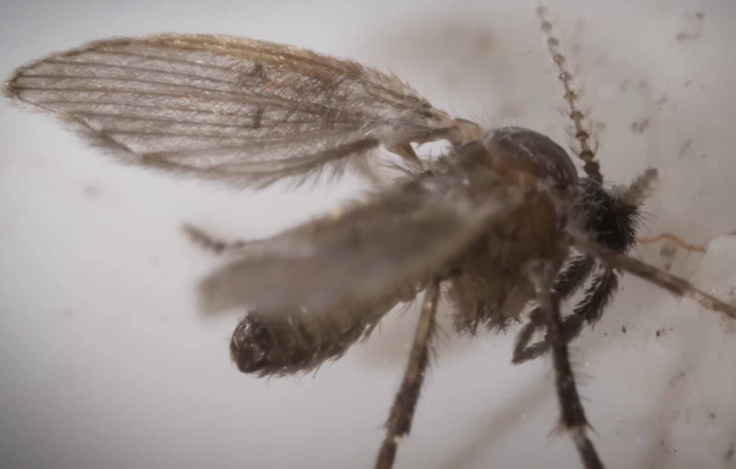 Watch Drain Flies Live in Your Pipes RealClearScience