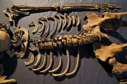 Why We'll Never Have Another Black Death