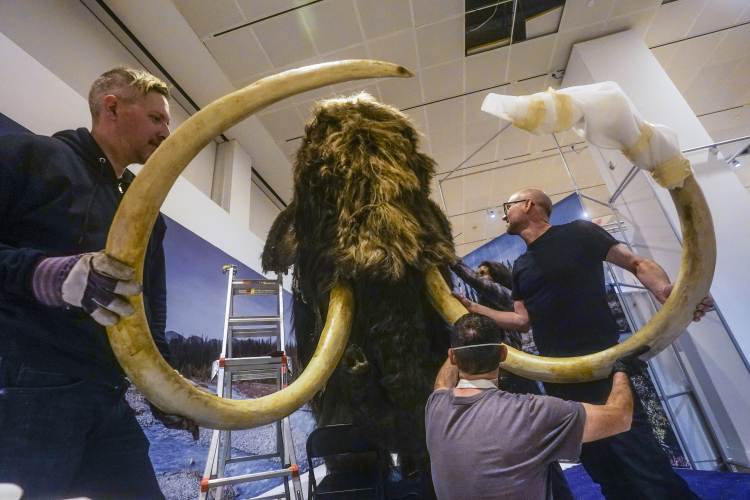 Ancient Humans Disproportionately Killed Female Mammoths