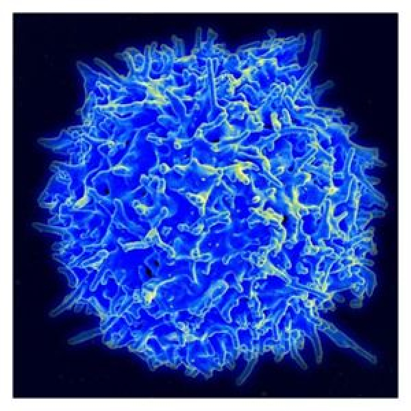 Approach Could Lead to Far More Powerful Cancer Vaccines