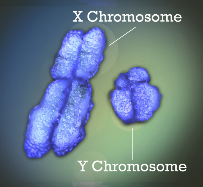The Y Chromosome Is Home to Surprising Jumping Genes